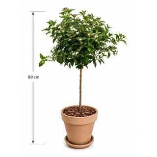 Viburnum tinus – malo mediteransko drvo