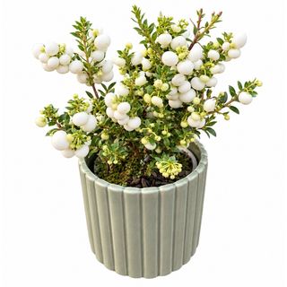 White Pearl – Pernettya