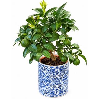 Limetta Rossa Rangpur