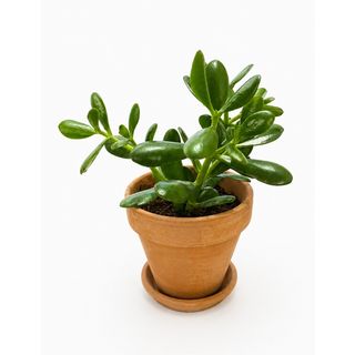 Money Tree (Crassula) u terakota saksiji