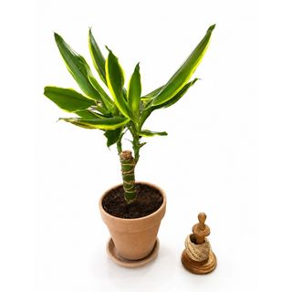 Dracena Lemon Lime