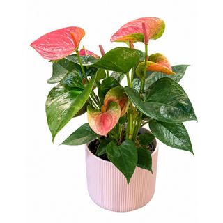 Pink Anthurium
