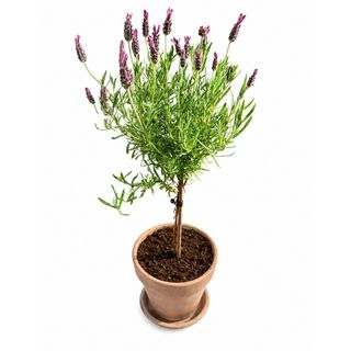 Lavanda mini drvo u ukrasnoj saksiji