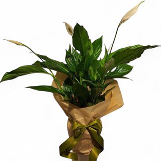 Spatifilum (lat. Spathiphyllum)