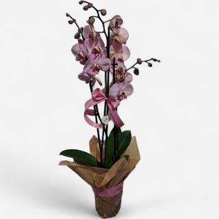 Roze orhideja Phalaenopsis sa tri grane