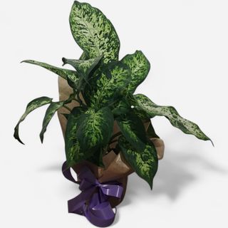 Difenbahija (lat. Dieffenbachia)