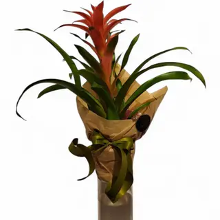 Guzmanija (lat. Guzmania lingulata)
