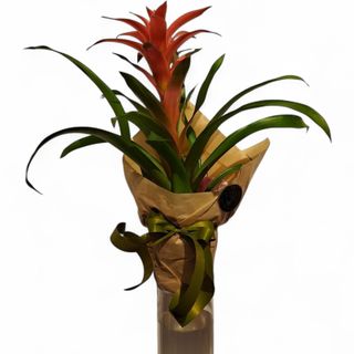 Guzmanija (lat. Guzmania lingulata)