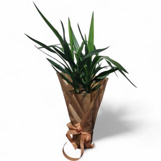 Juka (lat. Yucca)