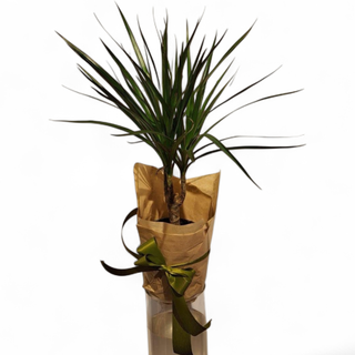 Dracena (lat. Dracaena marginata)