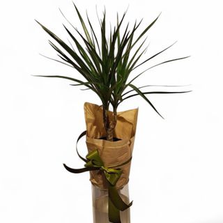Dracena (lat. Dracaena marginata)