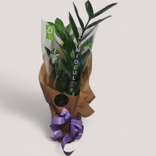 Zamija (lat. Zamioculcas zamiifolia)