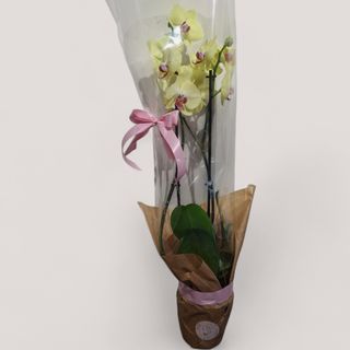 Orhideja ”Phalaenopsis” sa žutim cvetovima