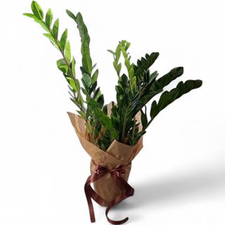 Zamija (lat. Zamioculcas zamiifolia)