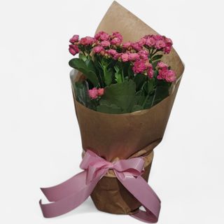 Kalanhoja (Kalanchoe blossfeldiana) sa roze cvetovima