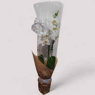 Orhideja ”Phalaenopsis” sa belim cvetovim