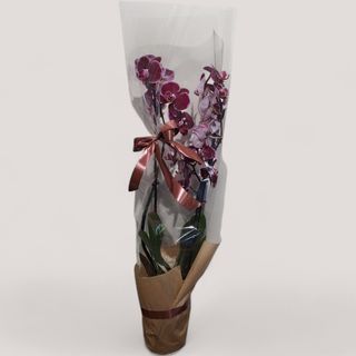 Orhideja ”Phalaenopsis” sa purpurnim cvetovima