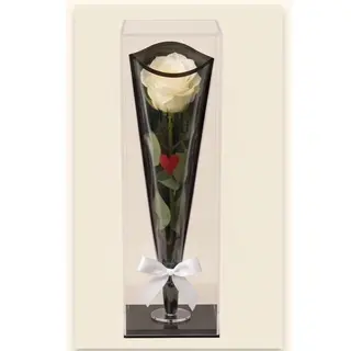 Single Rose ''White''