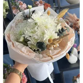 Coton Blanc