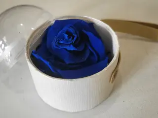 Rose Eternelle Bleu