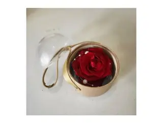 Rose Eternelle Rouge