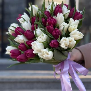 Букет із 45 біло-бордових тюльпанів