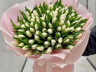 101 класичний тюльпан