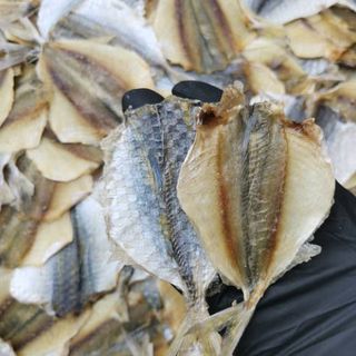 Смугастик жовтий