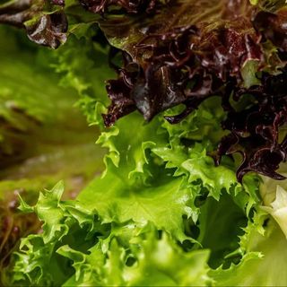 Мікс салату