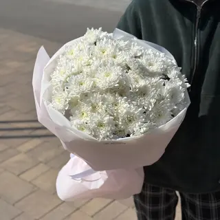 Хризантема Pina Colada Нідерланди - 11