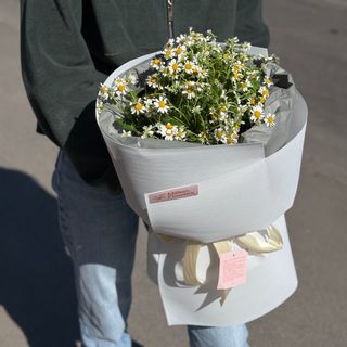 Танацетум Single Vegmo