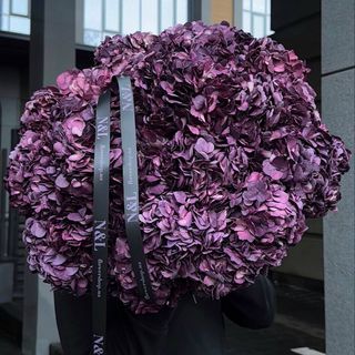 Гортензія Dark Purple