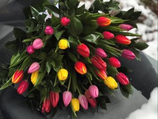 Букет з 31-го голландських тюльпанів мікс