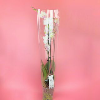 Вазон з голландської білої Архідеї першого сорту