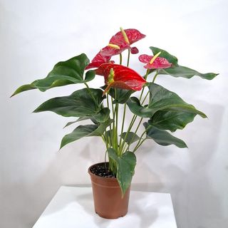 Вазон з голландського Антуріуму першого сорту