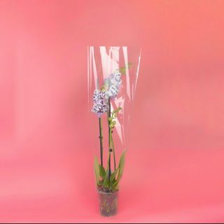 Вазон з голландської пурпурової Архідеї першого сорту