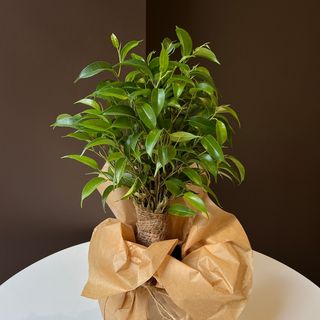 Фікус  Бенджаміна мала