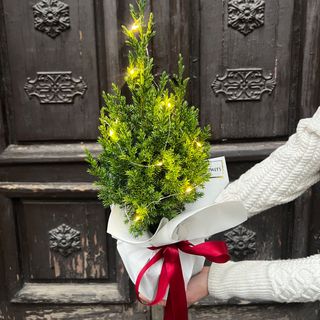 Композиція «Жива ялинка»