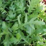 Руккола (10г)