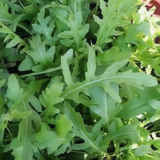 Руккола (10г)