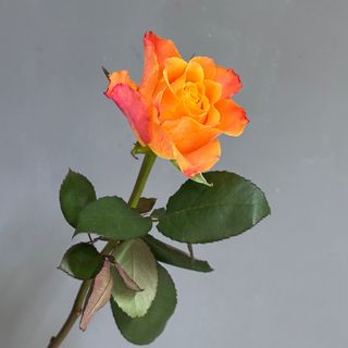 Троянда Маріо, 1 шт.