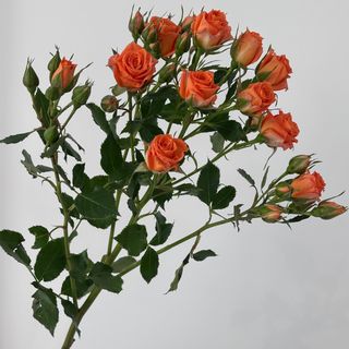 Троянда Піканто, 1 шт. 