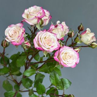 Троянда Рефлекс, 1 шт. 