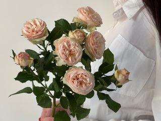 Троянда кенійська Джентл, 1 шт