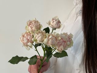 Троянда кенійська Софіна, 1 шт