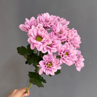 Хризантема «Реск» , 1 шт
