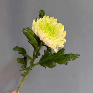Хризантема «Шарлота», 1 шт