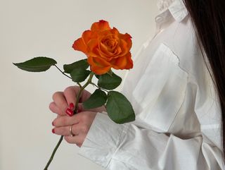 Троянда кенійська Маріо, 1 шт