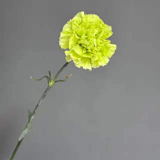 Діантус зелений, 1 шт.