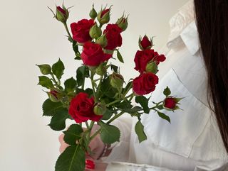 Троянда кенійська Мірабель, 1 шт